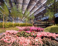 Genter Floralien 2020 Genter Floralien 2020