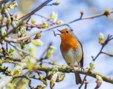 Rotkehlchen im Frühling Rotkehlchen im Frühling